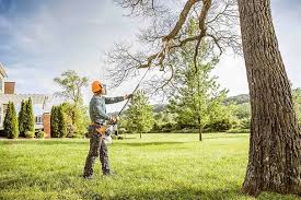 Why Choose Our Tree Removal Services in Winfield, WV?