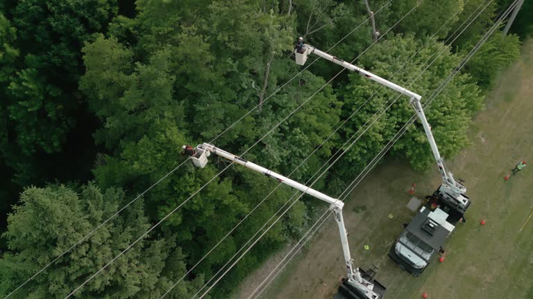 Winfield, WV  Tree Services Company